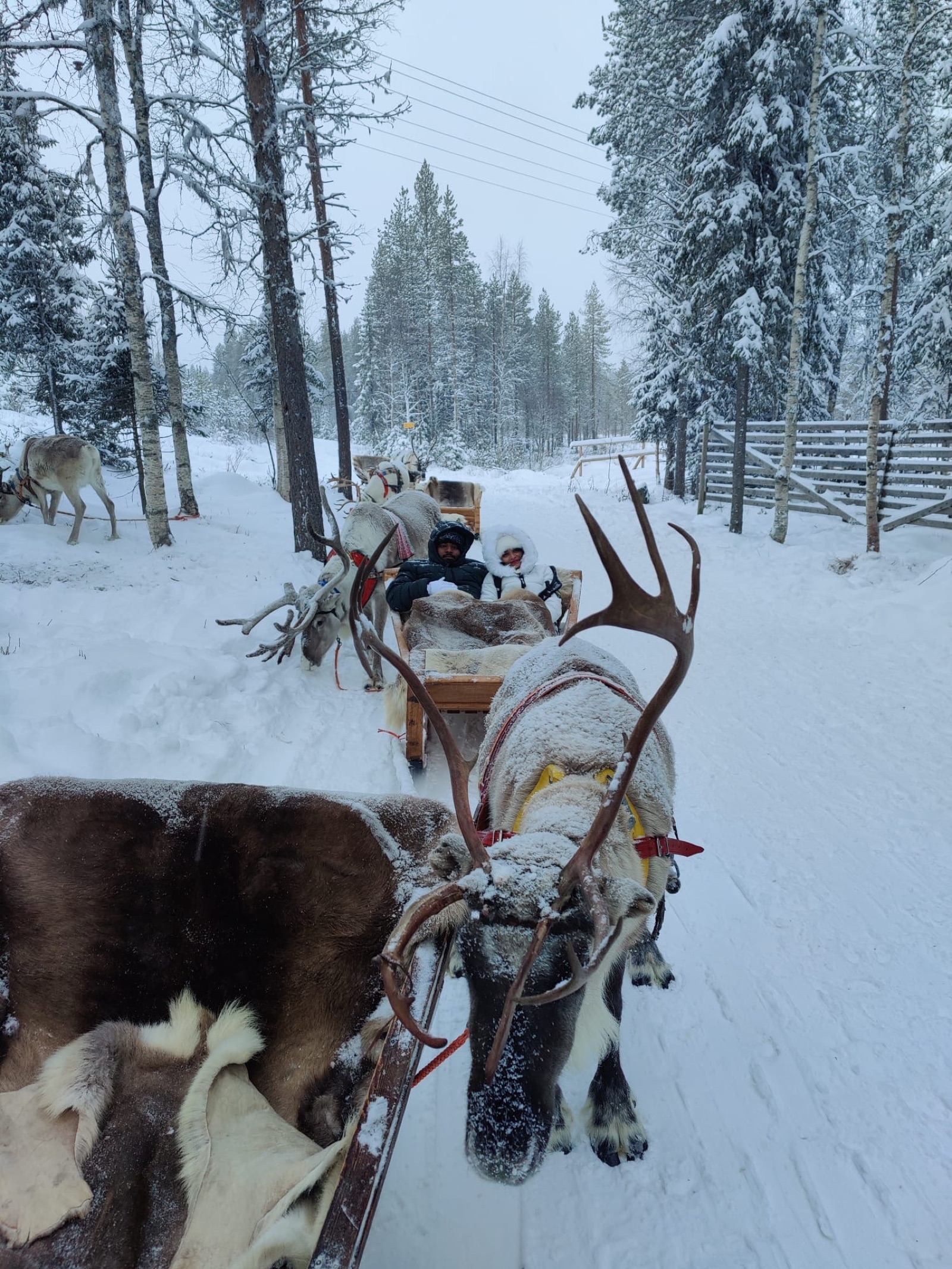 Reindeer Safari Lapland Finland