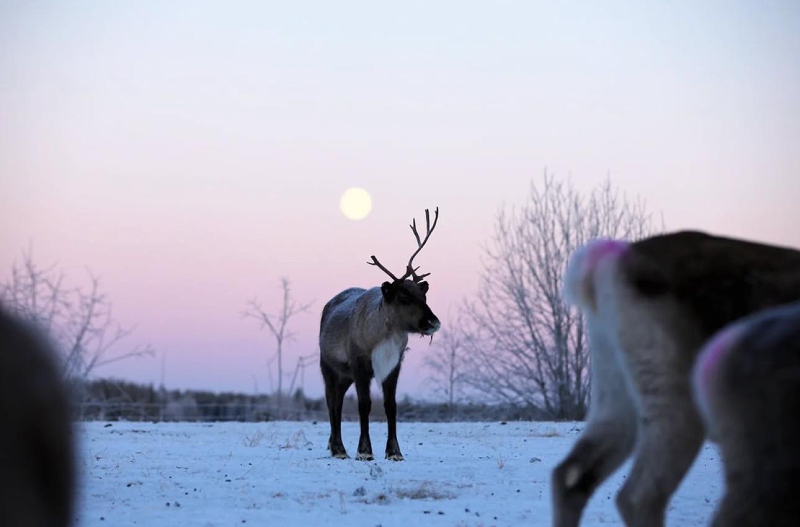 Reindeer at moonrise Finnish Lapland winter landscape